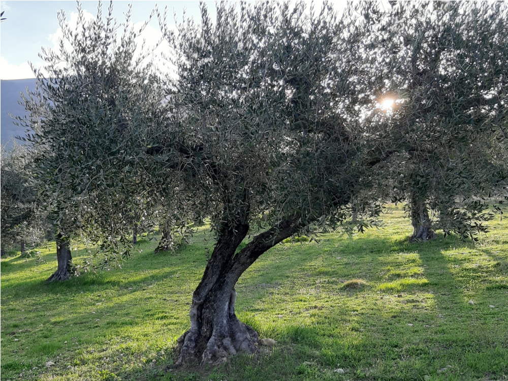 olive grove Umbria
