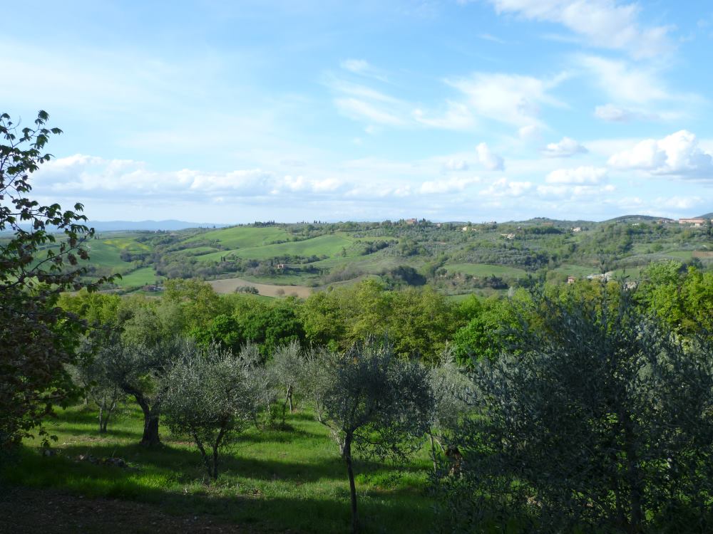 Landschaft Umbrien mit Olivenhainen