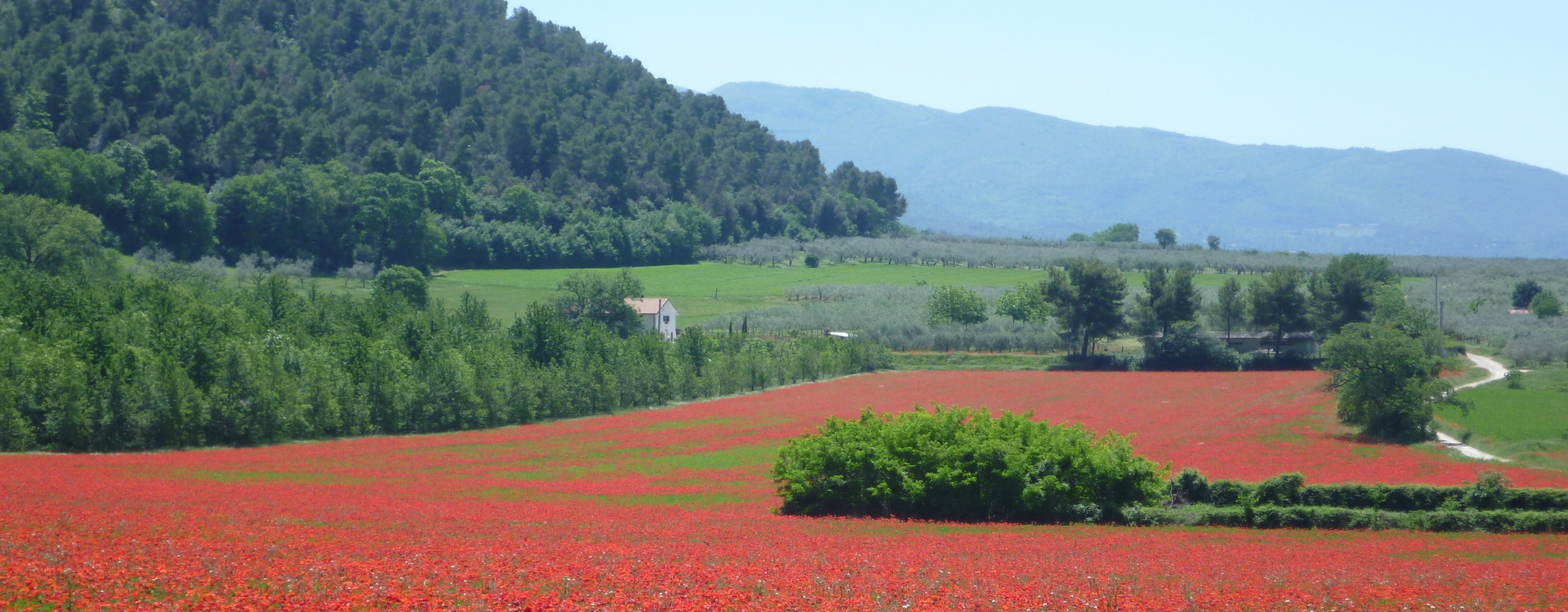 Umbrian landscape with poppies