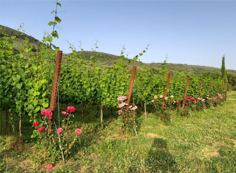 vineyard Assisi doc area