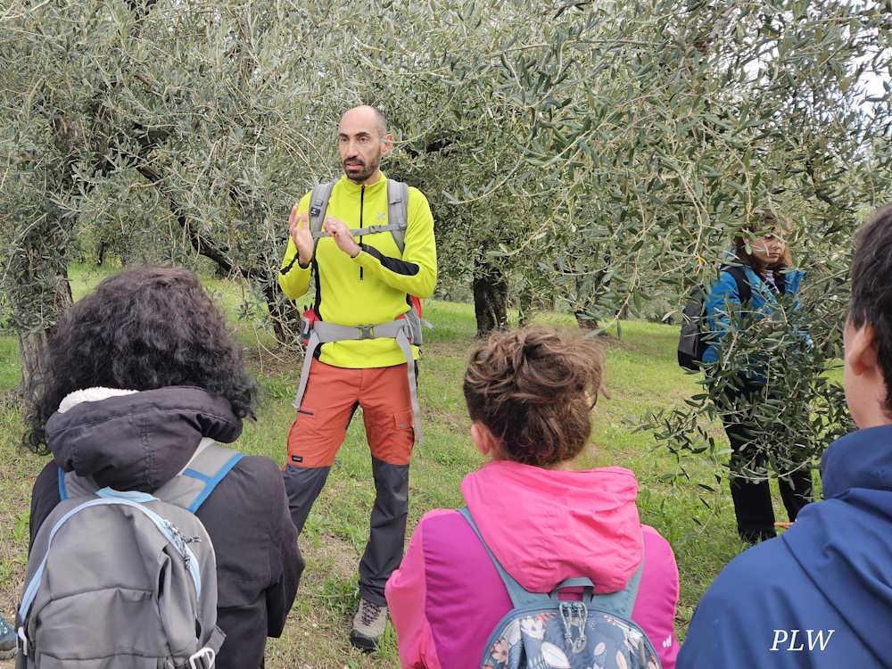 wandelen olijfboomgaarden