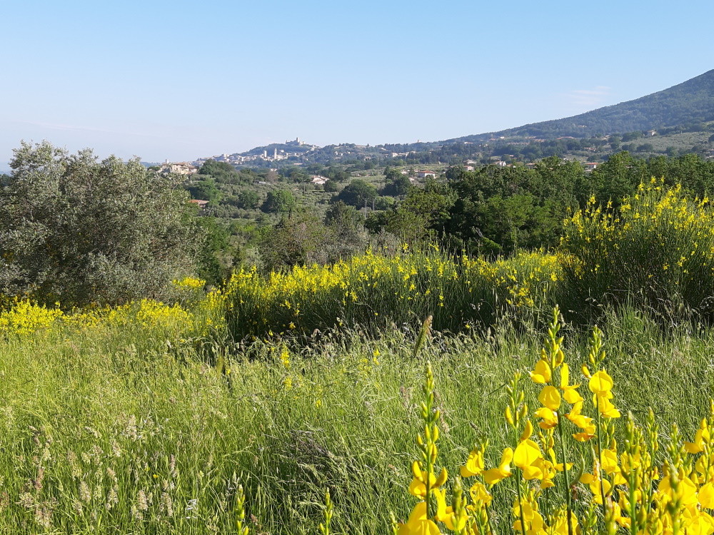 zicht op Assisi
