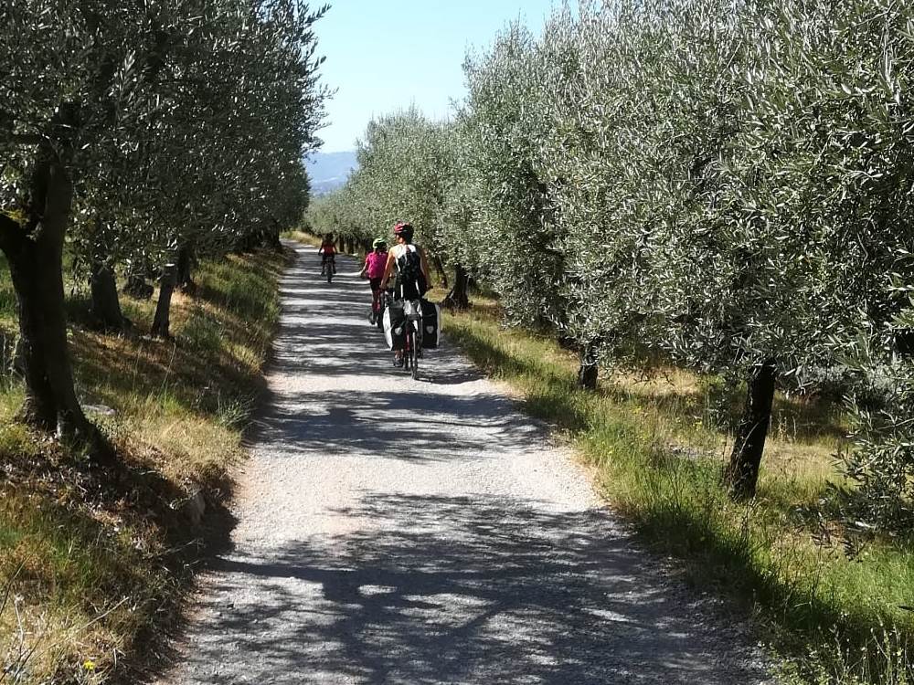 cycling olive grove path to Spello