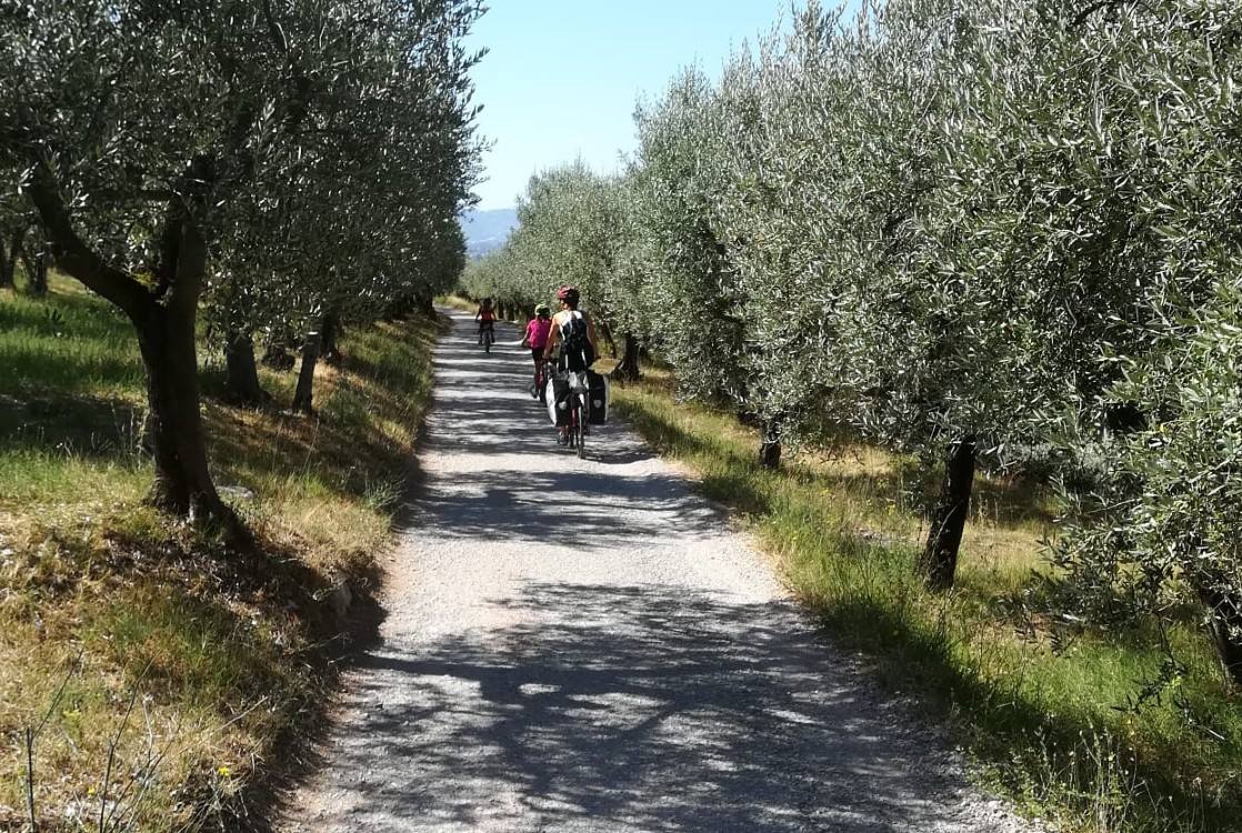 olive grove family cycling