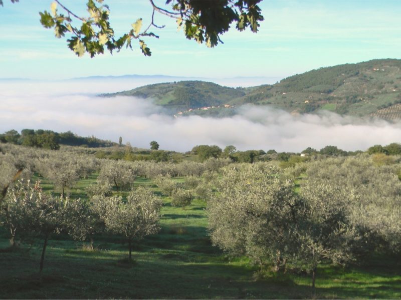 olijfboomgaarden in Umbrie