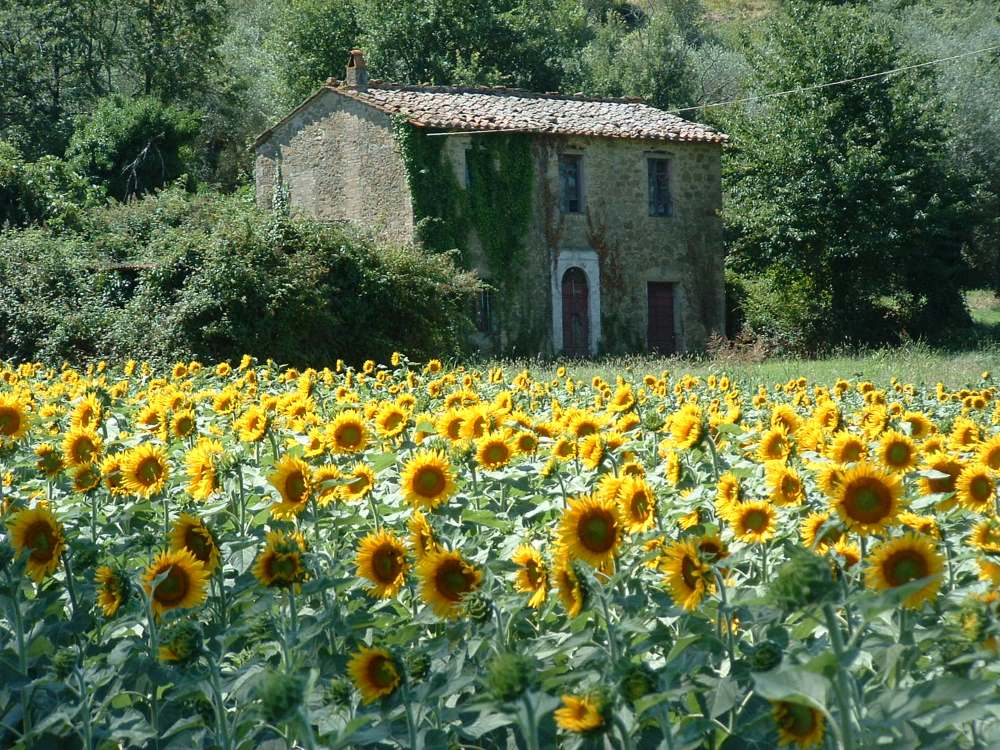 Sunflowers Umbria