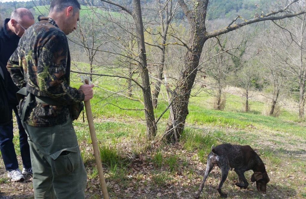 truffle hunter Assisi