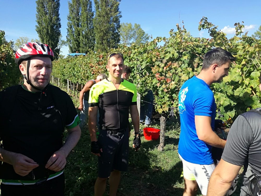 Collecting grapes and cycling